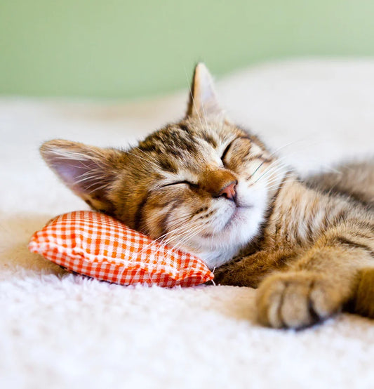 Choose which music is best for the cat to sleep