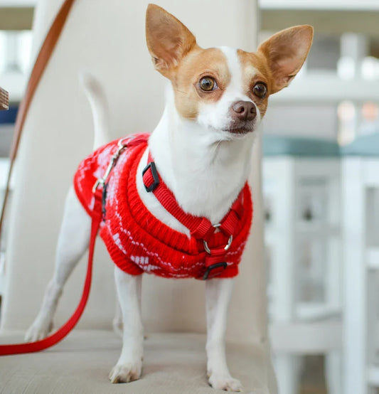 The best preventive vaccination for puppies