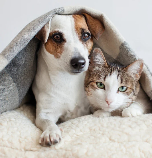 Best medicine for your pamper pet's flea & ticks